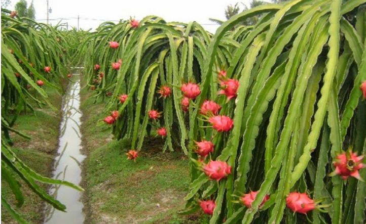 ড্রাগন ফলের নাম বদল