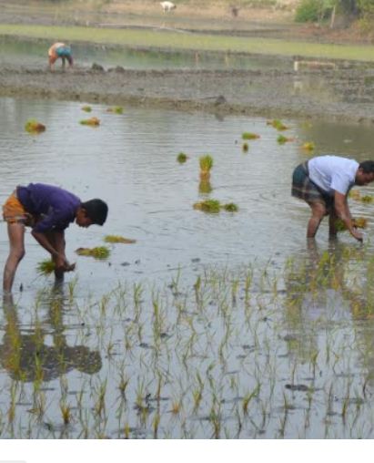 বোরো চাষ নিয়ে কুমিল্লার গ্রামে উৎসবের আমেজ