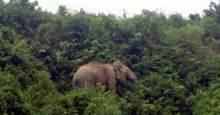 বন্য হাতির আক্রমণে দু’জনের মৃত্যু 