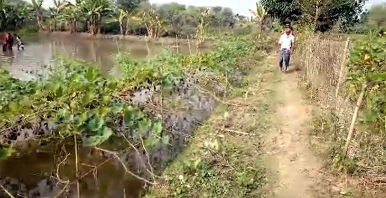 লবণাক্ততাকে জয় করেছেন কৃষকরা 