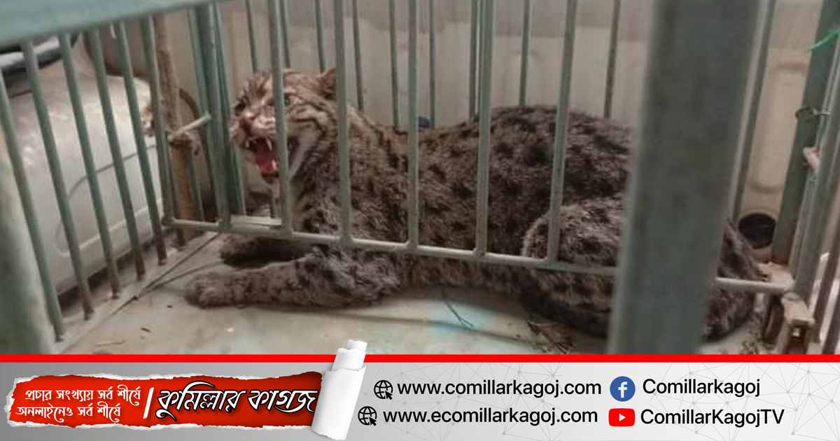 কুমিল্লায় গ্রামবাসীর হাতে আটক মেছো বাঘ কুমিল্লায় গ্রামবাসীর হাতে আটক মেছো বাঘ