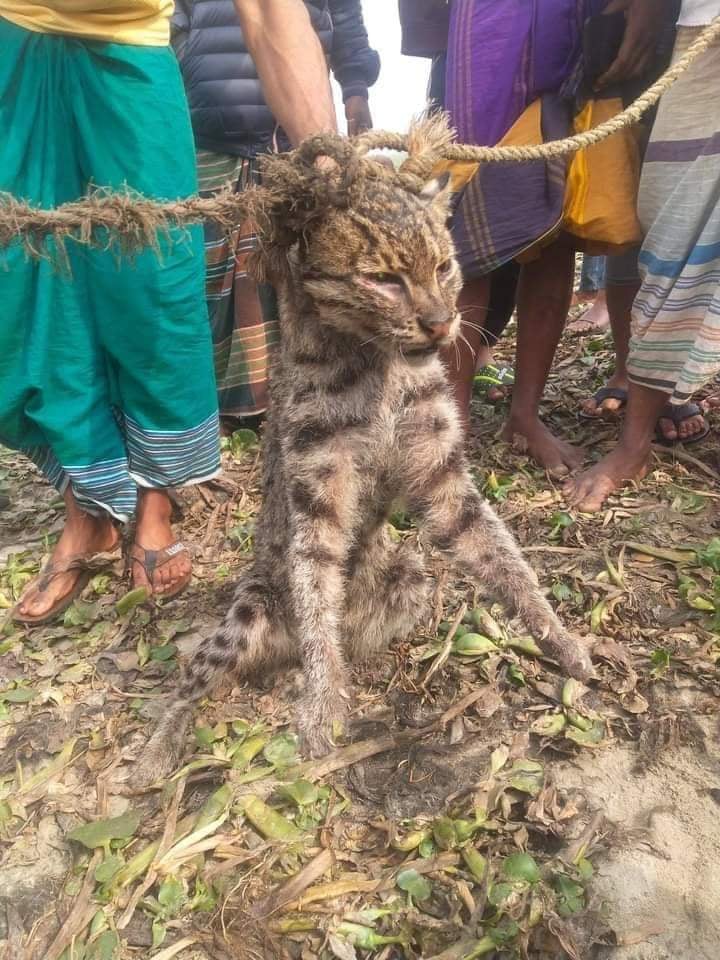 কুমিল্লায় গ্রামবাসীর হাতে আটক মেছো বাঘ কুমিল্লায় গ্রামবাসীর হাতে আটক মেছো বাঘ