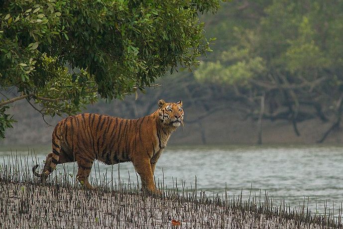 সুন্দরবনে বাঘে খেয়েছে দুজনকে