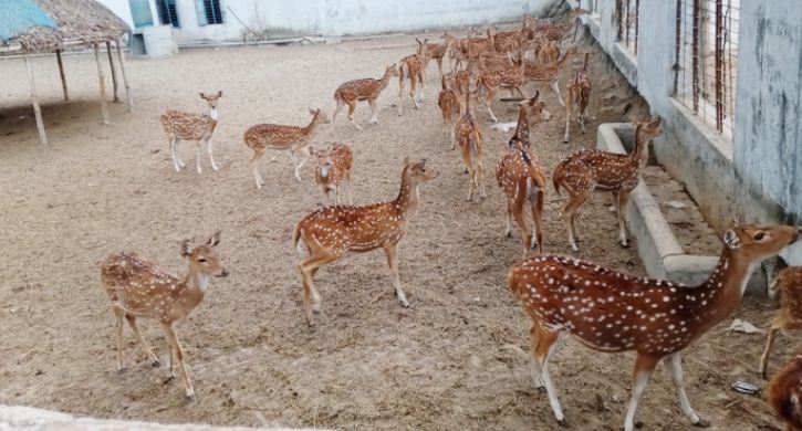 জাতীয় পার্টির নেতার খামারে ৩৫টি হরিণ জাতীয় পার্টির নেতার খামারে ৩৫টি হরিণ