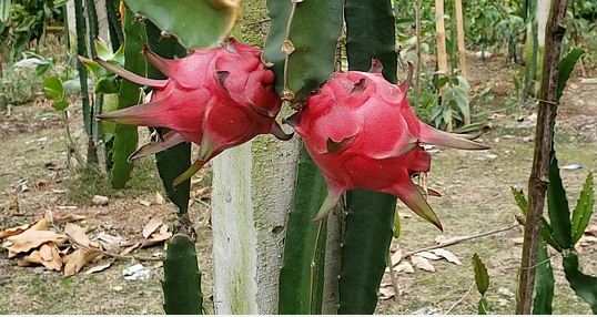 বিদেশি ফল চাষে বাড়ছে আয়