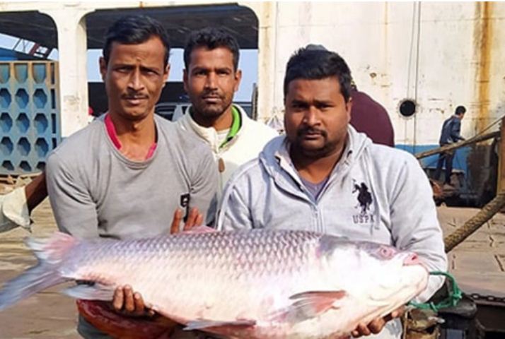২০ কেজির কাতল জেলের জালে ২০ কেজির কাতল জেলের জালে