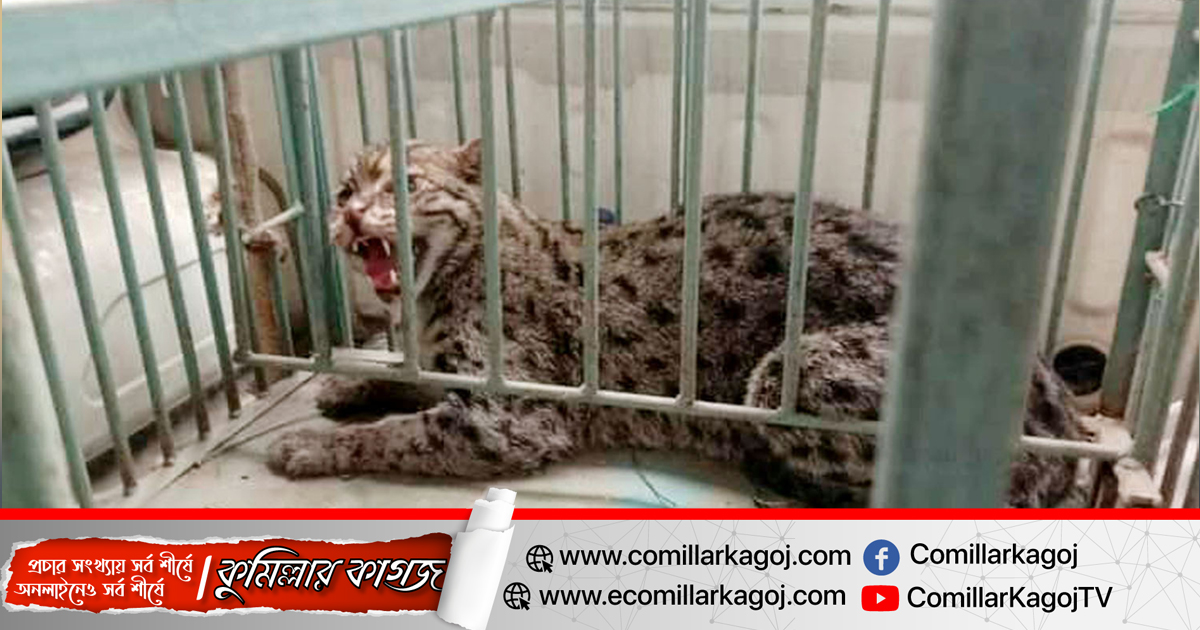 কুমিল্লা চিড়িয়াখানা মৃত সিংহের খাচা থেকে পালালো মেছো বাঘ কুমিল্লা চিড়িয়াখানা মৃত সিংহের খাচা থেকে পালালো মেছো বাঘ