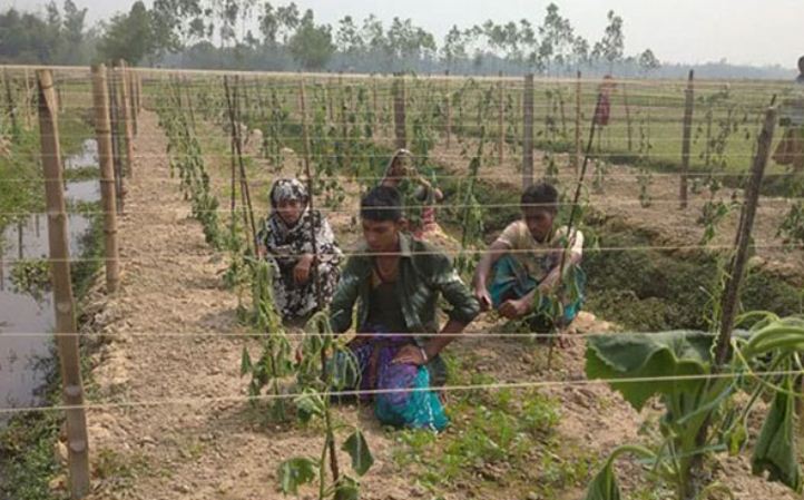 বিয়েতে রাজি না হওয়ায় কাটা হলো তিন হাজার গাছ