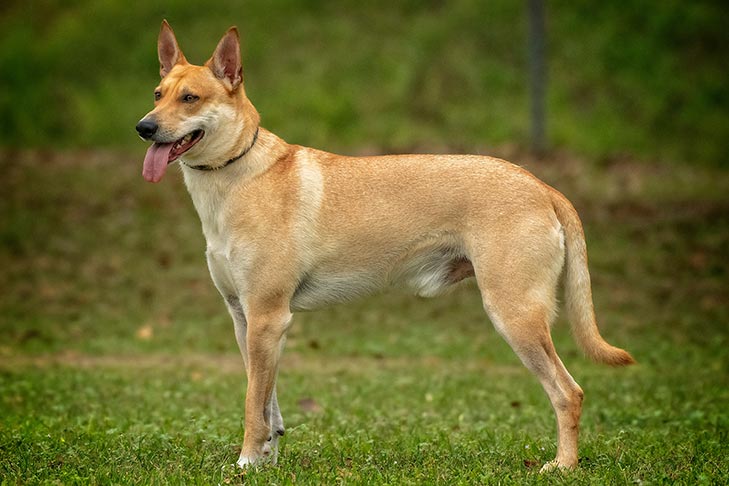 কুকুরের কামড়ে শিশু নিহত