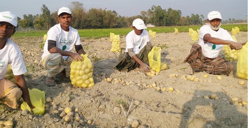 মালয়েশিয়ায় বিএডিসির আলু রফতানি শুরু 