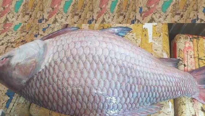 এক কাতলের দাম ৪৮ হাজার টাকা