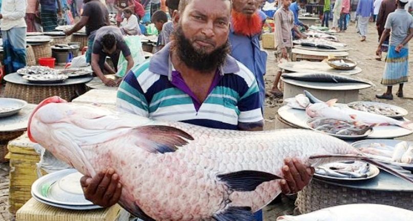 পদ্মায় ধরা পড়ল ৪৯ কেজির কাতলা