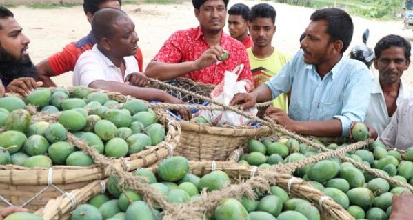 ৮ দিন পর থেকেই পাড়া যাবে রাজশাহীর আম