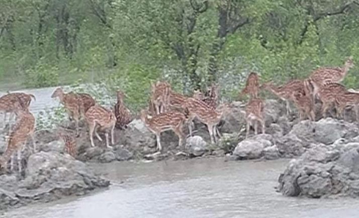 নিঝুমদ্বীপের নিম্নাঞ্চল প্লাবিত, পানিবন্দি কয়েক হাজার হরিণ