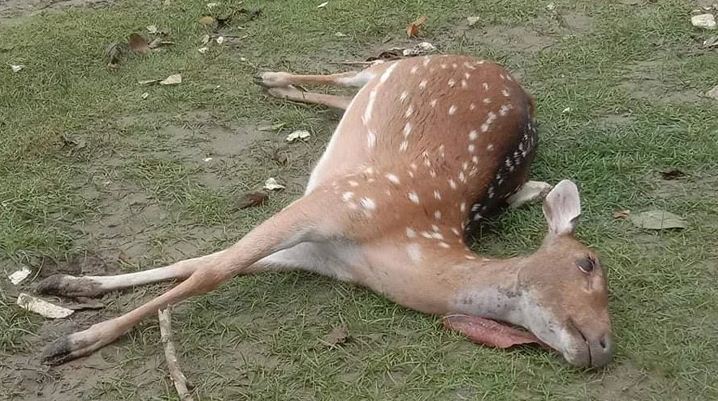 একে একে ভেসে এলো সুন্দরবনের ৪ মৃত হরিণ