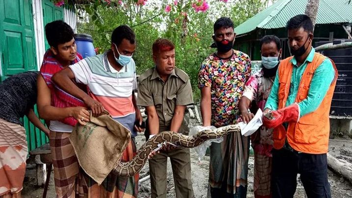 বানের পানিতে ভেসে বসতবাড়িতে ৯ ফুট লম্বা অজগর