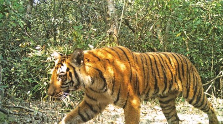 ৭০ বাঘ শিকারী ‘টাইগার হাবিব’ গ্রেফতার