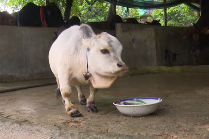 বিশ্বের সবচেয়ে ‘ছোট’ গরু আশুলিয়ায়, গিনেস রেকর্ডের আবেদন