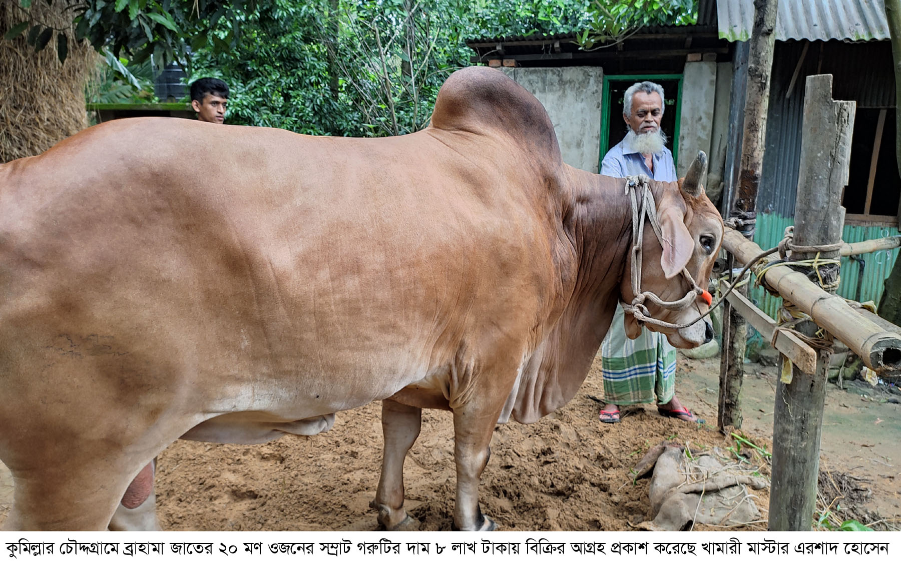 চৌদ্দগ্রাম সম্রাটের ওজন ২০ মণ, দাম ৮ লাখ টাকা