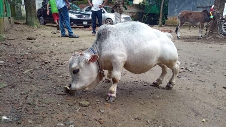 ২০ ইঞ্চি উচ্চতার গরুটি ৫ লাখেও বিক্রি করেননি মালিক