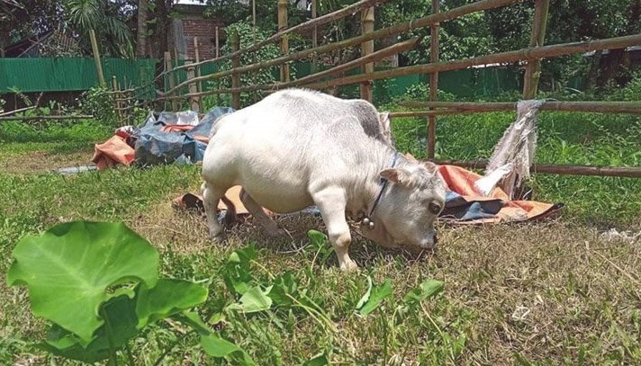 এবার আন্তর্জাতিক গণমাধ্যমে বাংলাদেশের ‘রানি’