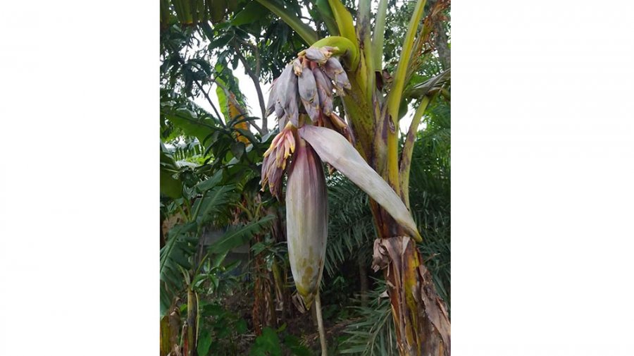 এক কলাগাছে ১৯ মোচা