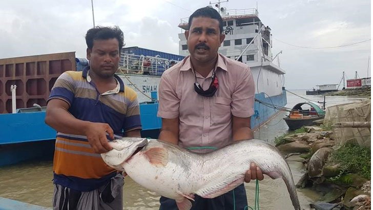 জেলের জালে ১৩ কেজির বোয়াল