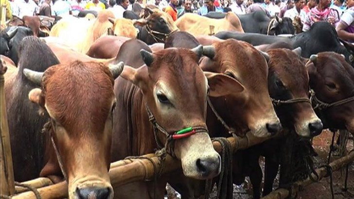 কোরবানির পশুর হাট নিয়ে যেসব জরুরি নির্দেশনা দিল সরকার