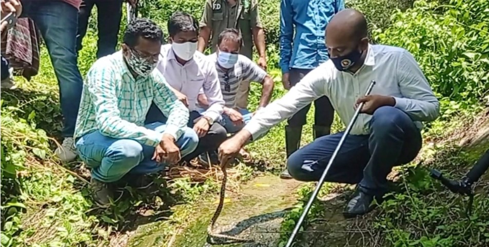 চিড়িয়াখানায় কৃত্রিমভাবে জন্ম নেয়া ২৮ অজগরের বাচ্চা অবমুক্ত