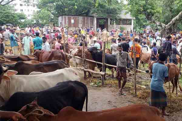 ব্রাহ্মণবাড়িয়ায় পশুর হাটে গরু রাখার জায়গা নিয়ে সংঘর্ষে নিহত ১