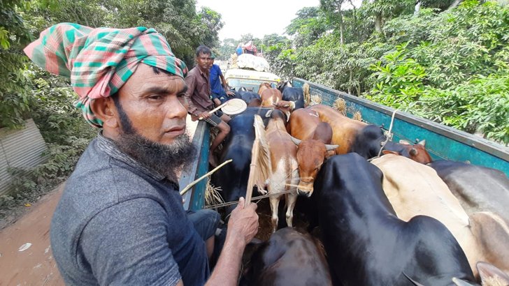 ঘাটেই মারা গেল ২০ গরু