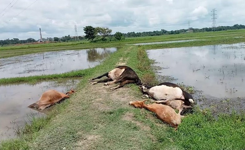 চৌদ্দগ্রামে পল্লী বিদ্যুতের তারে জড়িয়ে প্রাণ গেল ৫ গরুর