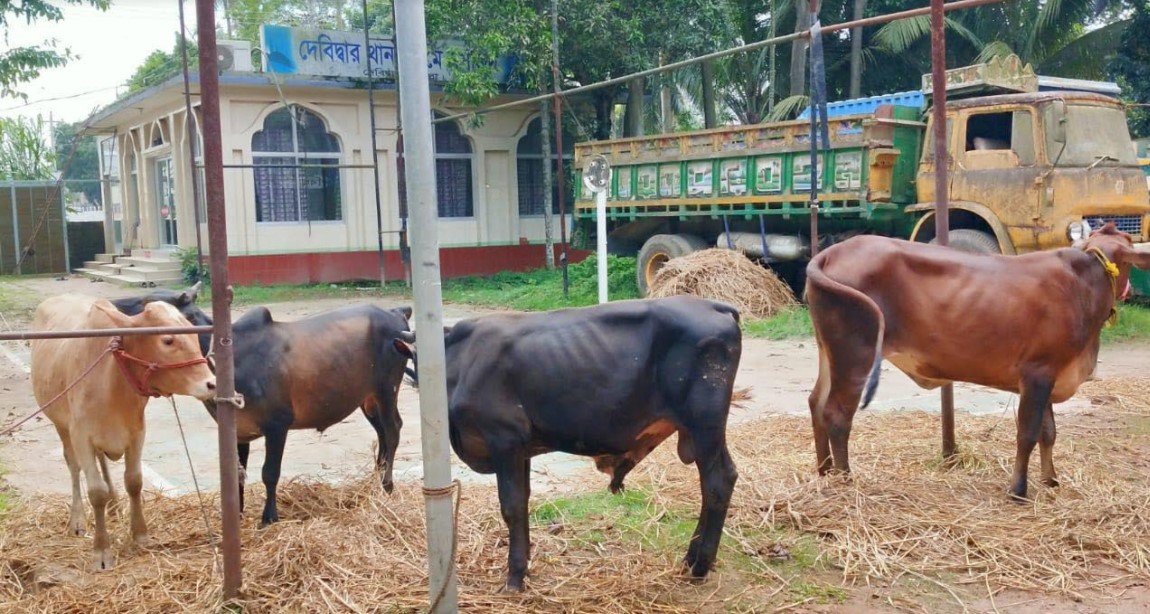 দেবীদ্বারে ৪ টি গরুসহ আটক ২জন