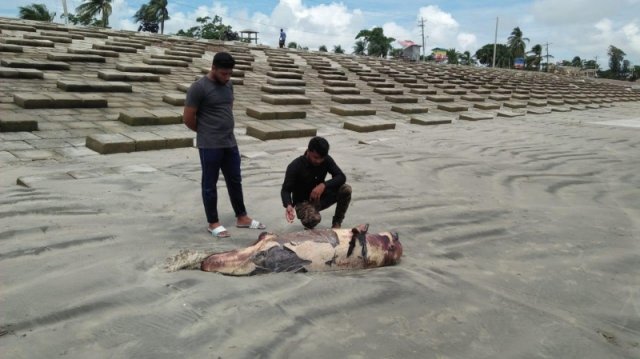 কুয়াকাটা সৈকতে আরেকটি মৃত ডলফিন