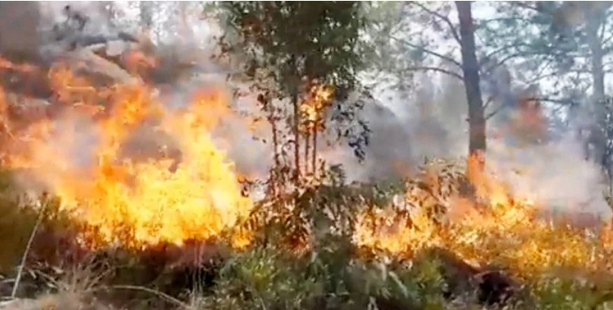 পাকিস্তানে ছড়িয়ে পড়ছে দাবানল