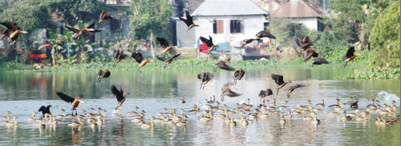 এখনো বেড়াতে আসে অতিথি পাখি