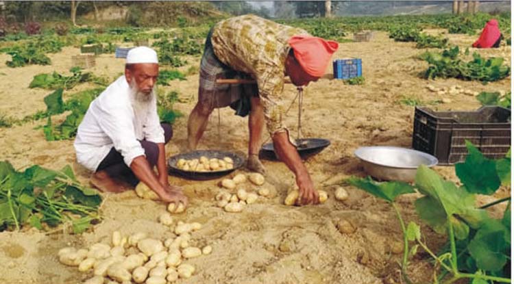 ব্রাহ্মণপাড়ায় আলুর বাম্পার ফলন