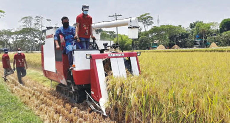 বিনামূল্যে কৃষকদের ধান কাটা শুরু করলো কুমিল্লা উত্তর জেলা স্বেচ্ছাসেব কলীগ