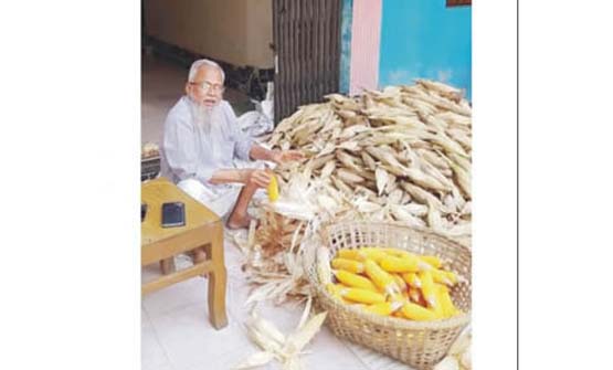 লালমাইয়ে ভুট্টা চাষে কৃষকের মুখে হাঁসি 