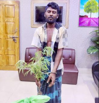 কুমিল্লায় বাড়ির আঙিনায় গাঁজা চাষ; অশনি সংকেত! 