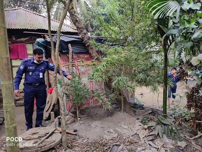 কুমিল্লায় বাড়ির আঙিনায় গাঁজা চাষ; অশনি সংকেত! 