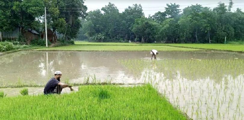 ব্রাহ্মণপাড়ায় আউশ ধান রোপনে ব্যস্ত সময় পার করছে কৃষকরা