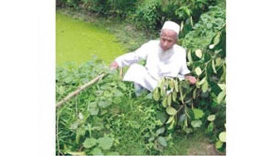 দুর্বৃত্তরা কেটে ফেললো সখের গাছের চারা, কাঁদলেন বৃদ্ধ