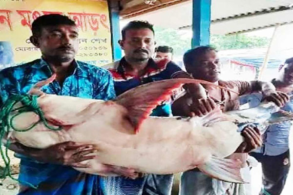 যমুনায় জেলের জালে ৪৭ কেজির বাঘাইড়!