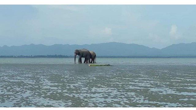 নাফ নদে মিয়ানমার থেকে আসা সেই ২ বুনো হাতি
