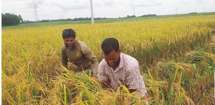 পয়াতের জলায় আউশ চাষ দেশের খাদ্যভান্ডারে যোগ হলো অতিরিক্ত ৪০ মে: টন ধান