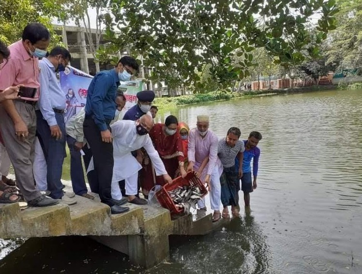 জাতীয় মৎস্য সপ্তাহ উপলক্ষে ব্রাহ্মণপাড়ায় পুকুরে পোনামাছ অবমুক্তকরন