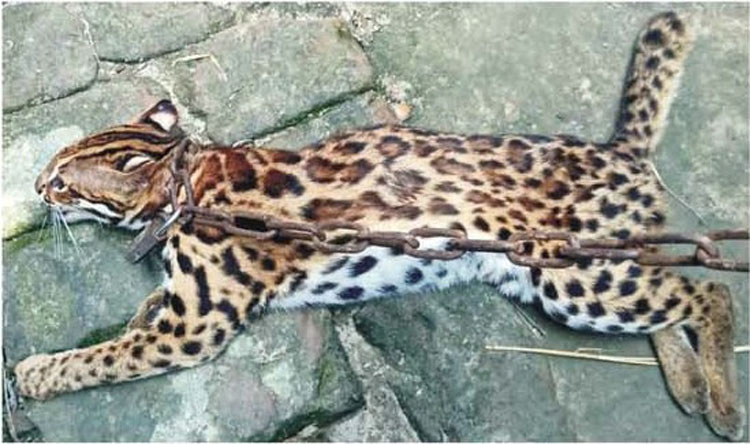 কুমিল্লায় বিরল প্রজাতির মেছো বাঘ উদ্ধার দেয়া হচ্ছে প্রাথমিক চিকিৎসা