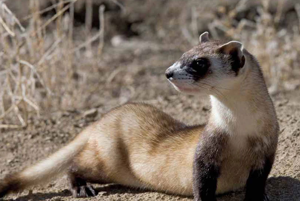 মৃত্যুর ৩৩ বছর পর বেঁচে ফিরল ফেরেট!