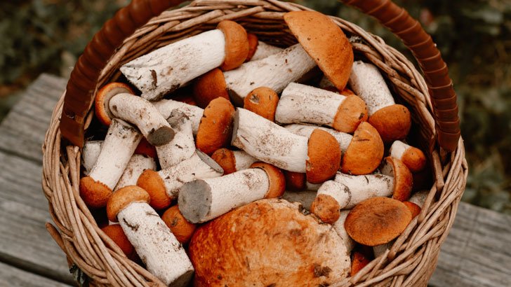 হাড়ের ক্ষয়, হার্টের সমস্যা ও ক্যান্সার প্রতিরোধী মাশরুম